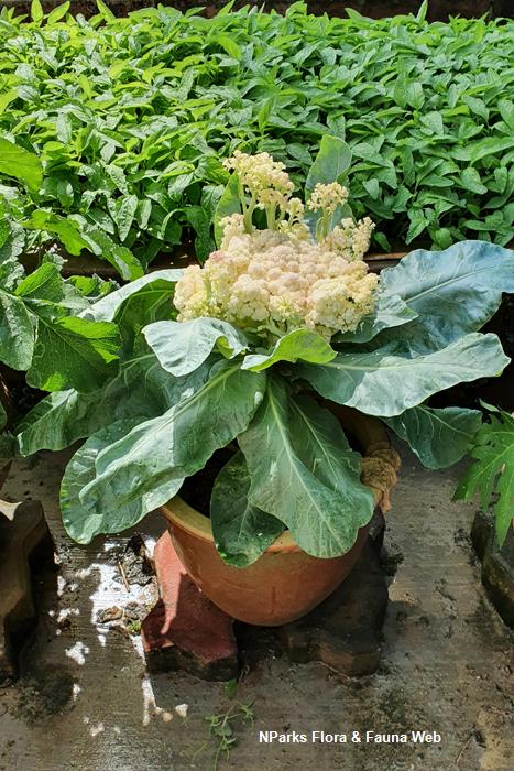 Brassica_oleracea_Botrytis_Group_cauliflower_Jacqueline_Chua_2