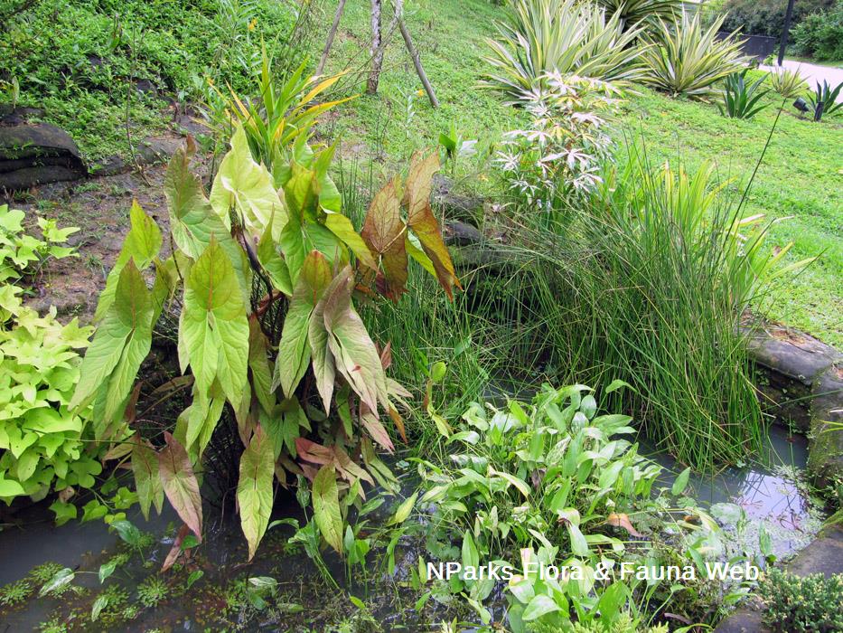 Cyrtosperma_johnstonii_Vicky_Lim_Yen_Ngoh_1