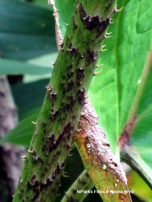 Cyrtosperma_johnstonii_Vicky_Lim_Yen_Ngoh_2