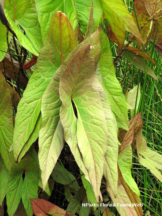 Cyrtosperma_johnstonii_Vicky_Lim_Yen_Ngoh_3