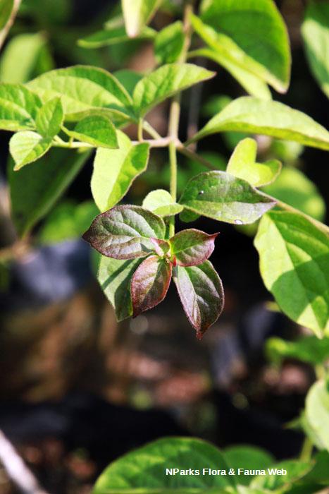 Holmskioldia sanguinea Mandarin Rouge