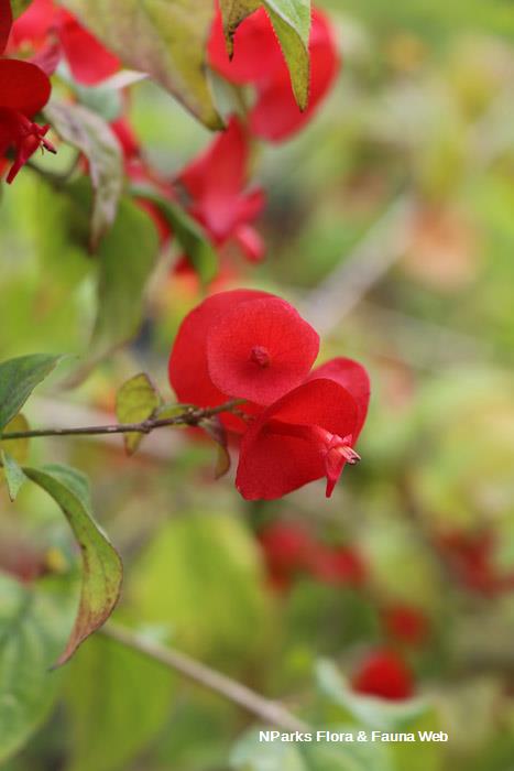 Holmskioldia sanguinea Mandarin Rouge