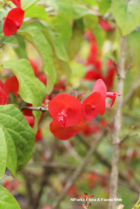 Holmskioldia sanguinea Mandarin Rouge