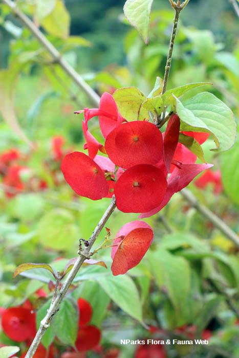 Holmskioldia sanguinea Mandarin Rouge