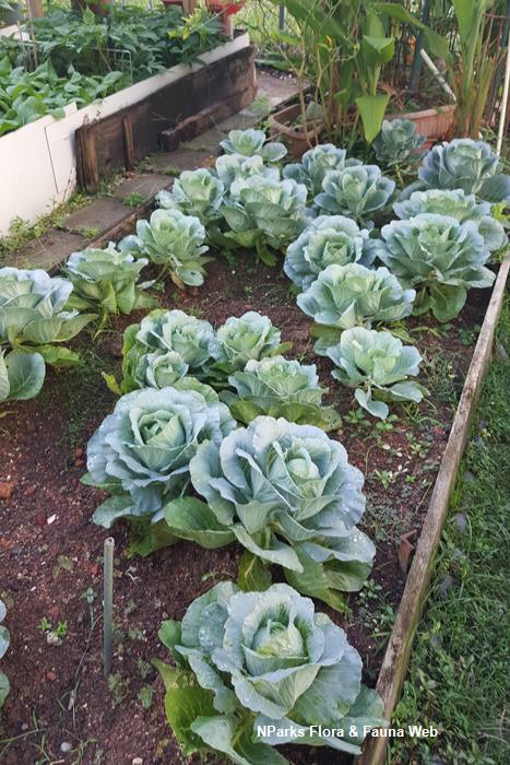 Brassica_rapa_Acephala_Group_ornamental_cabbage_Jacqueline_Chua_1