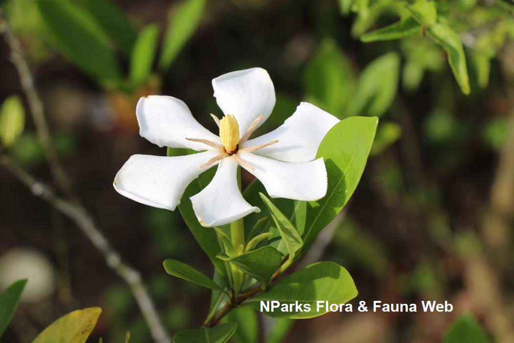Gardenia_jasminoides_var_jasminoides_Jennie_Tang_1rs