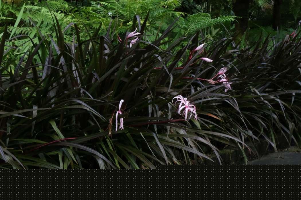 Crinum Menehune