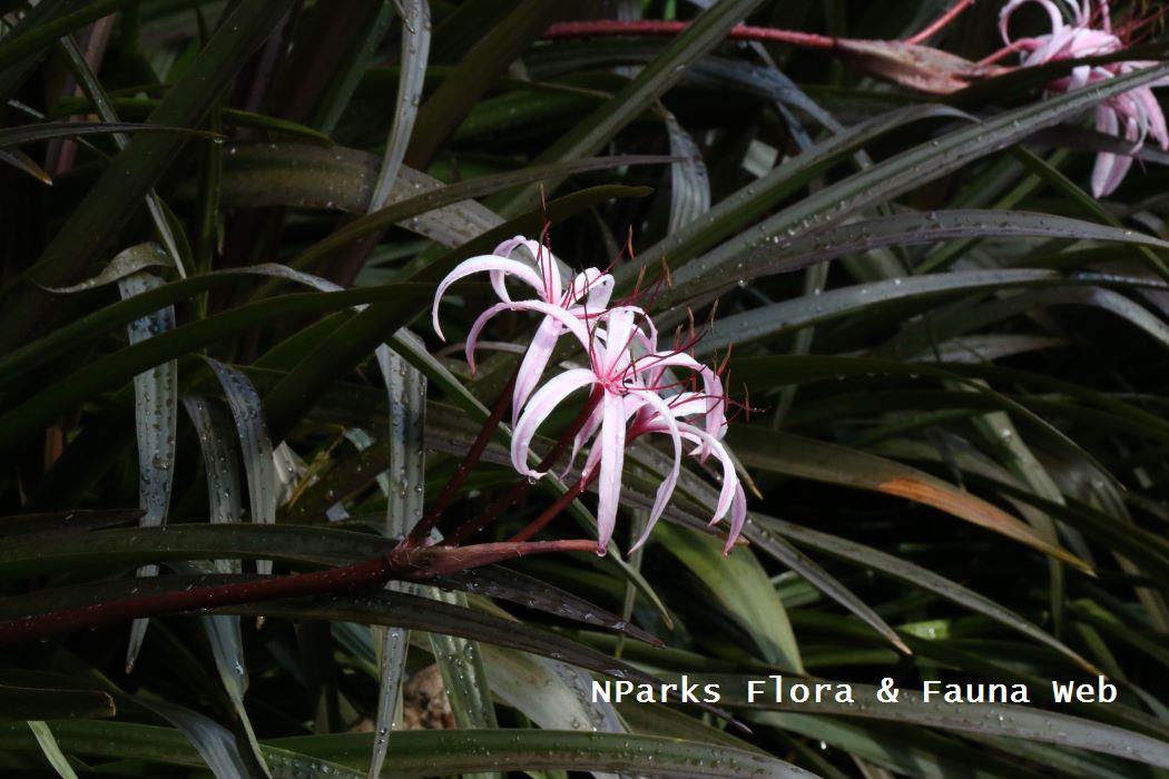 Crinum Menehune