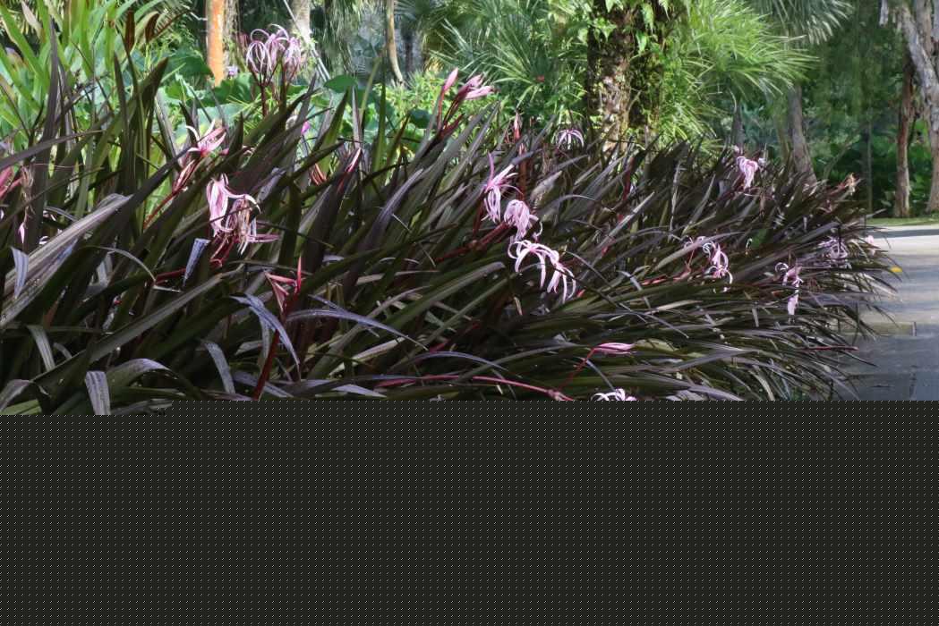 Crinum Menehune