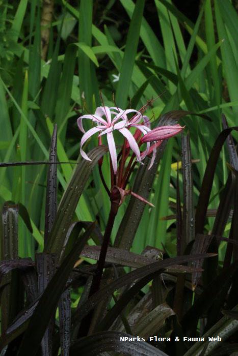 Crinum Menehune