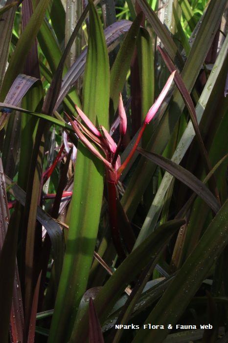 Crinum Menehune