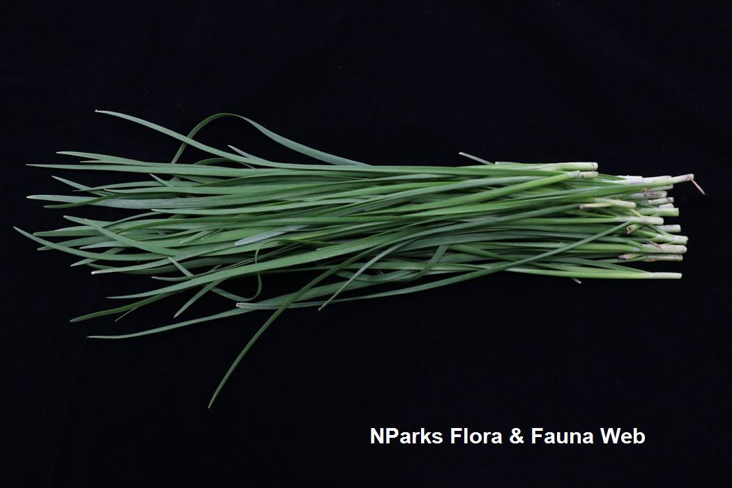 Allium_fistulosum_Jennie_Tang_1s