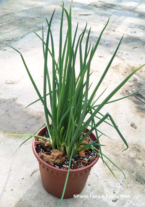 Allium_fistulosum_Pauline_Tay_1_lowres
