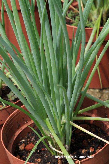 Allium_fistulosum_Vicky_Lim_Yen_Ngoh_1