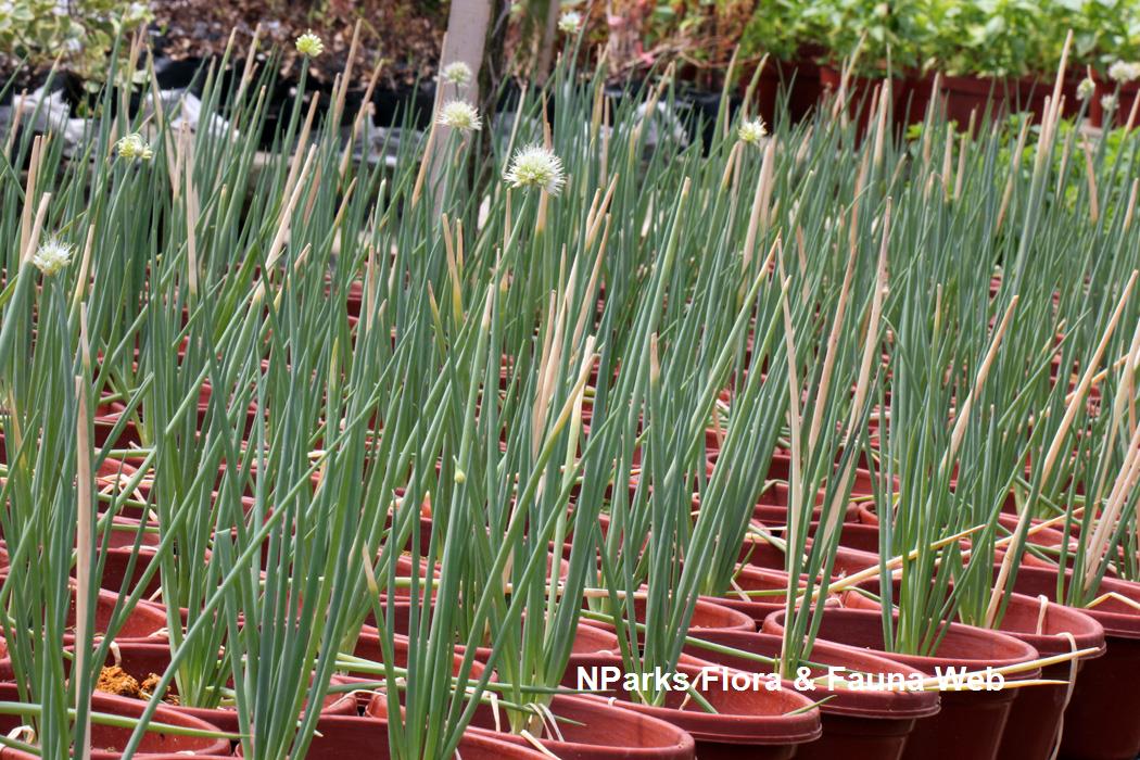 Allium_fistulosum_Vicky_Lim_Yen_Ngoh_3