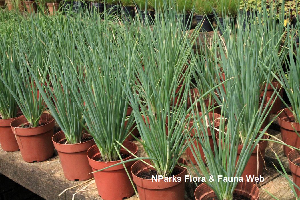 Allium_fistulosum_Vicky_Lim_Yen_Ngoh_4