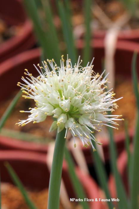 Allium_fistulosum_Vicky_Lim_Yen_Ngoh_5
