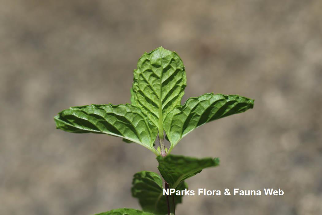 NParks  Mentha spicata