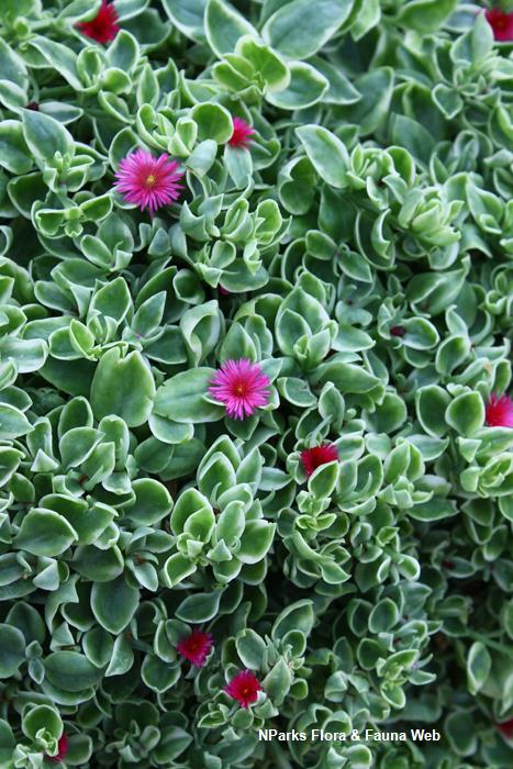 Mesembryanthemum_cordifolium_Variegated