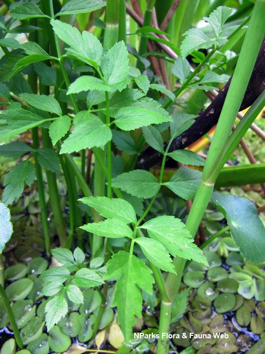 Oenanthe_javanica_HortPark_Vicky_Lim_2rs