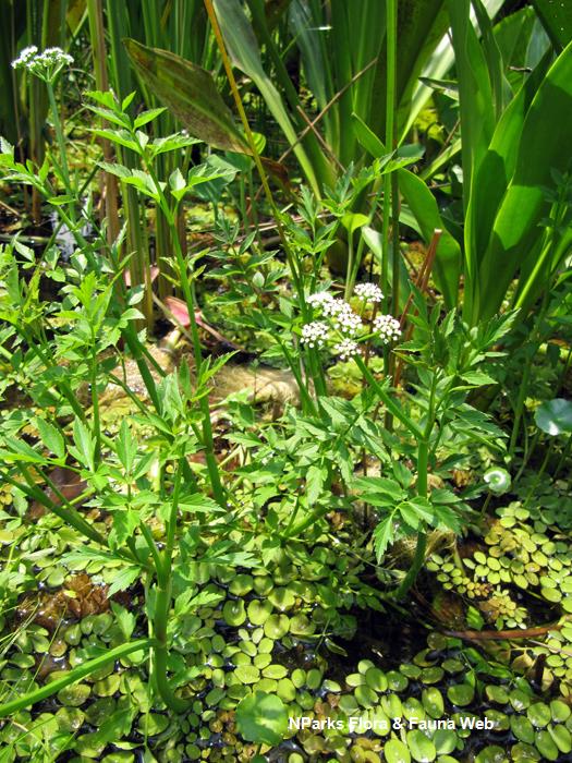 Oenanthe_javanica_HortPark_Vicky_Lim_4rs