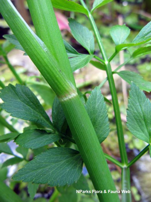 Oenanthe_javanica_HortPark_Vicky_Lim_5rs