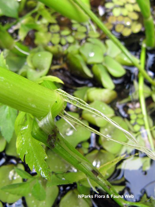 Oenanthe_javanica_HortPark_Vicky_Lim_6rs