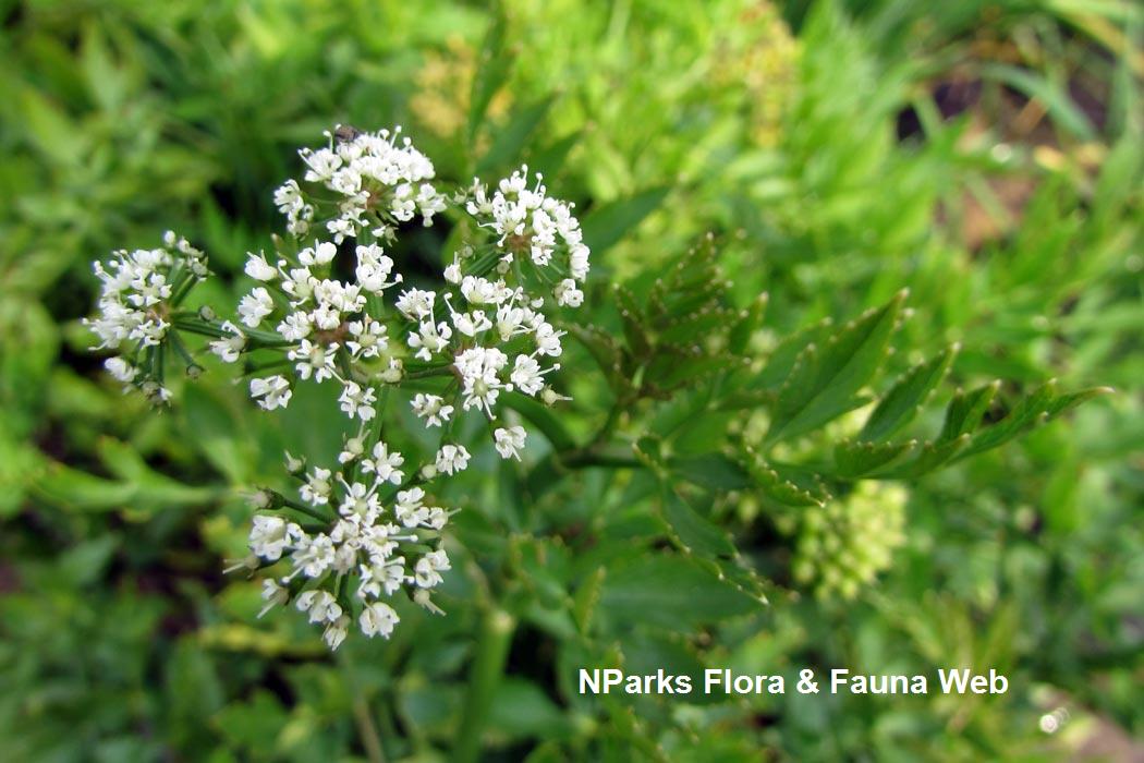 Oenanthe_javanica_PPN_Vicky_Lim_1rs