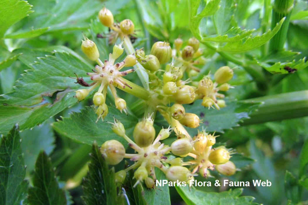 Oenanthe_javanica_PPN_Vicky_Lim_3rs