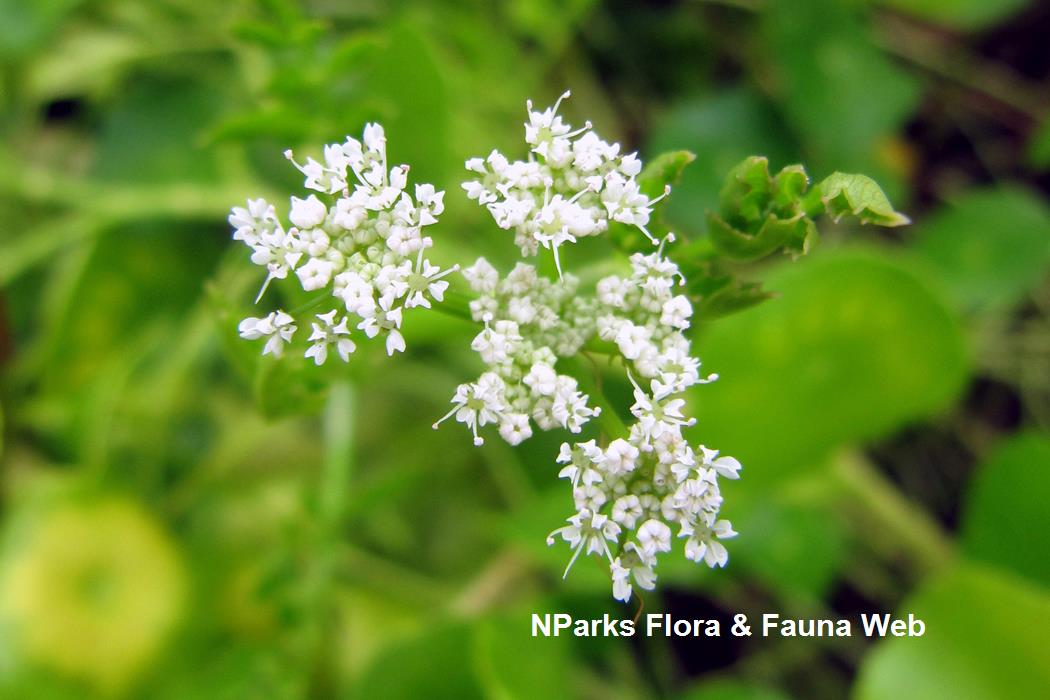 Oenanthe_javanica_PPN_Vicky_Lim_7rs