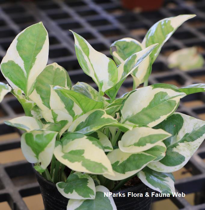Epipremnum aureum 'NJOY'