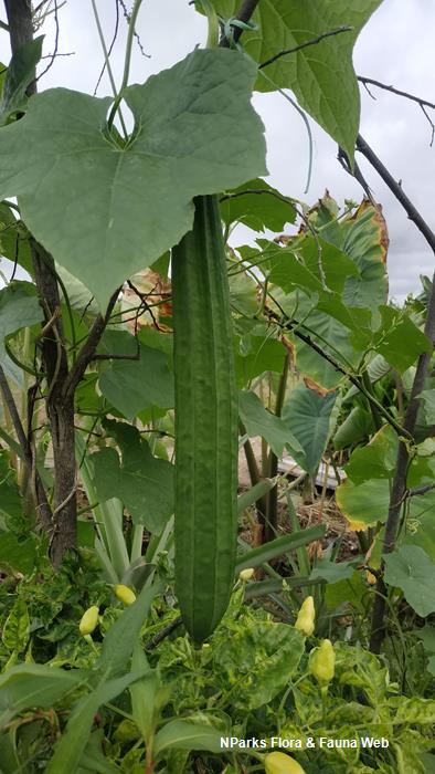 Luffa Acutangula (L.) Roxb.