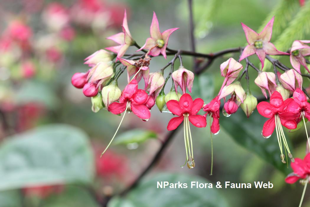 Clerodendrum x speciosum