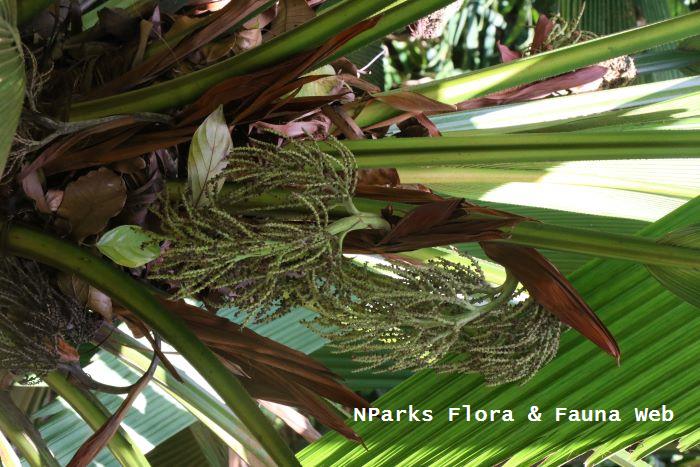 Johannesteijsmannia altifrons