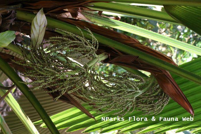 Johannesteijsmannia altifrons