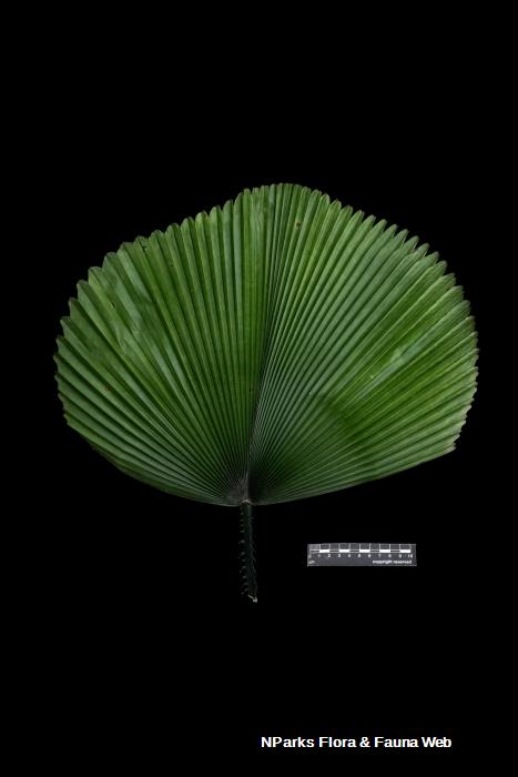 Licuala orbicularis