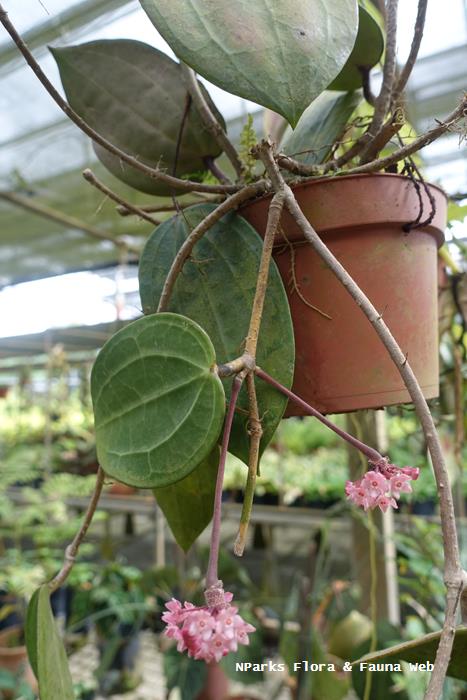 Hoya latifolia