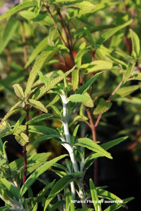 Salvia leucantha