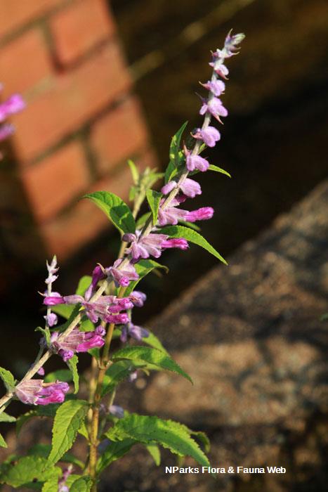 Salvia leucantha