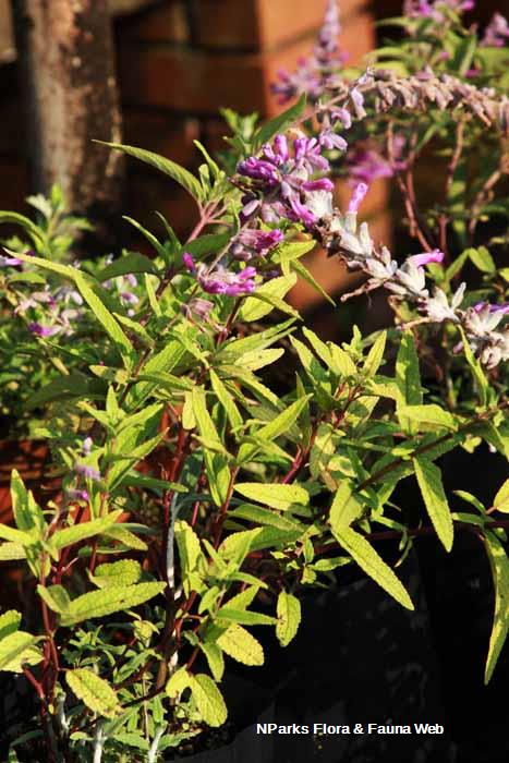 Salvia leucantha