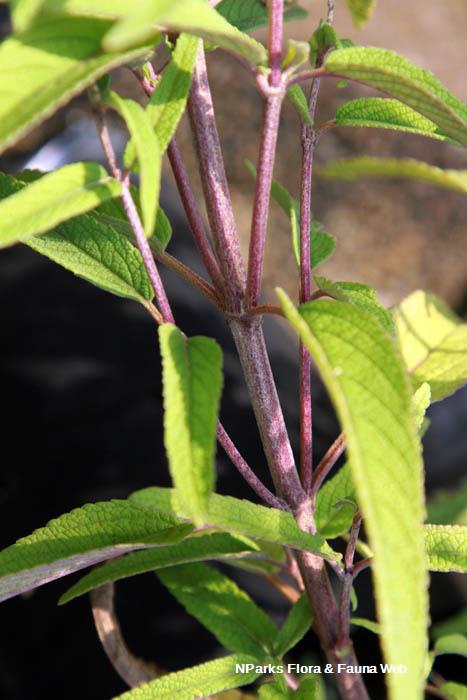 Salvia leucantha