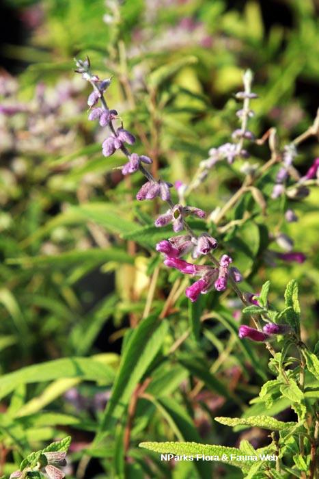 Salvia leucantha