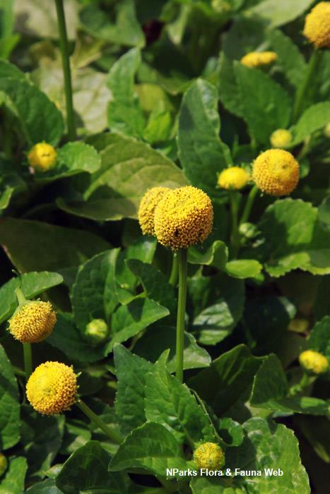 Acmella_oleracea_Vicky_Lim_Yen_Ngoh_2r