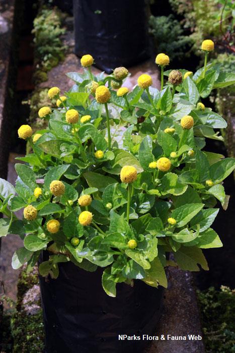 Acmella_oleracea_Vicky_Lim_Yen_Ngoh_3r