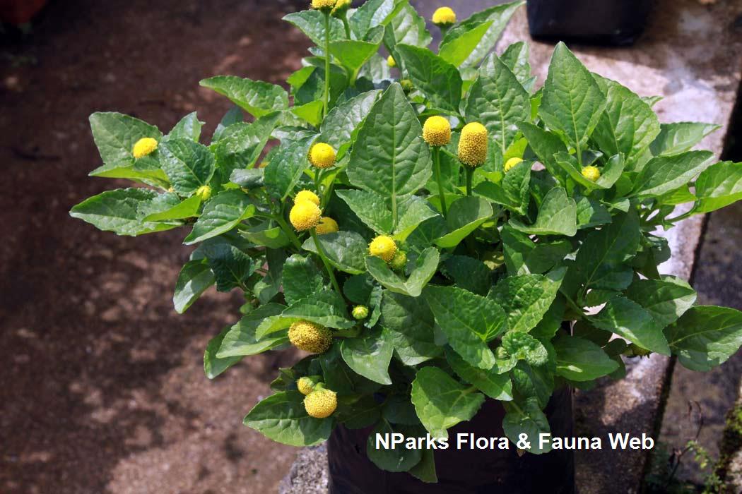 Acmella_oleracea_Vicky_Lim_Yen_Ngoh_4r