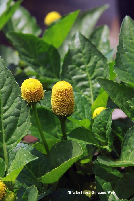 Acmella_oleracea_Vicky_Lim_Yen_Ngoh_5r