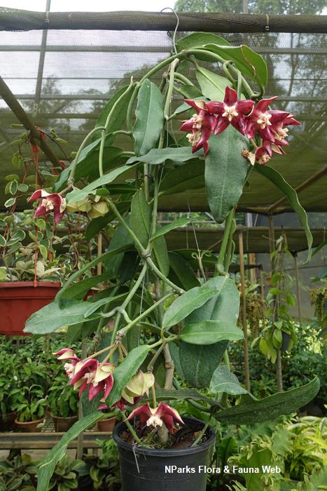 Hoya imperialis
