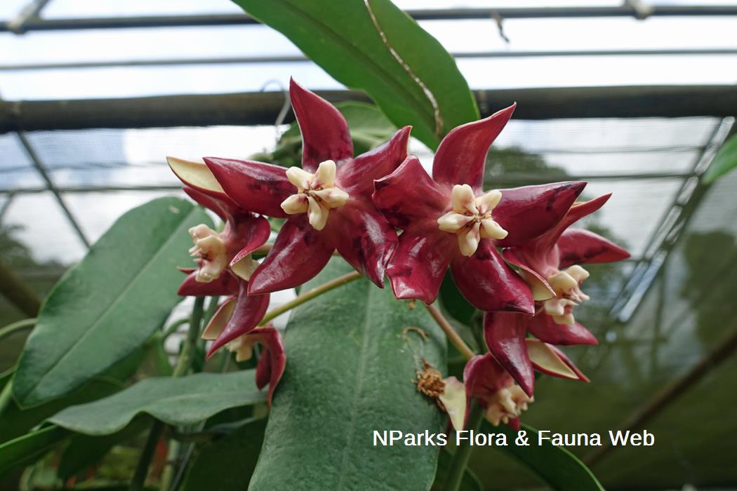Nparks Hoya Imperialis