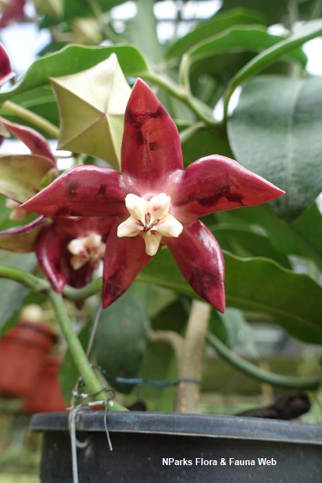 Hoya imperialis
