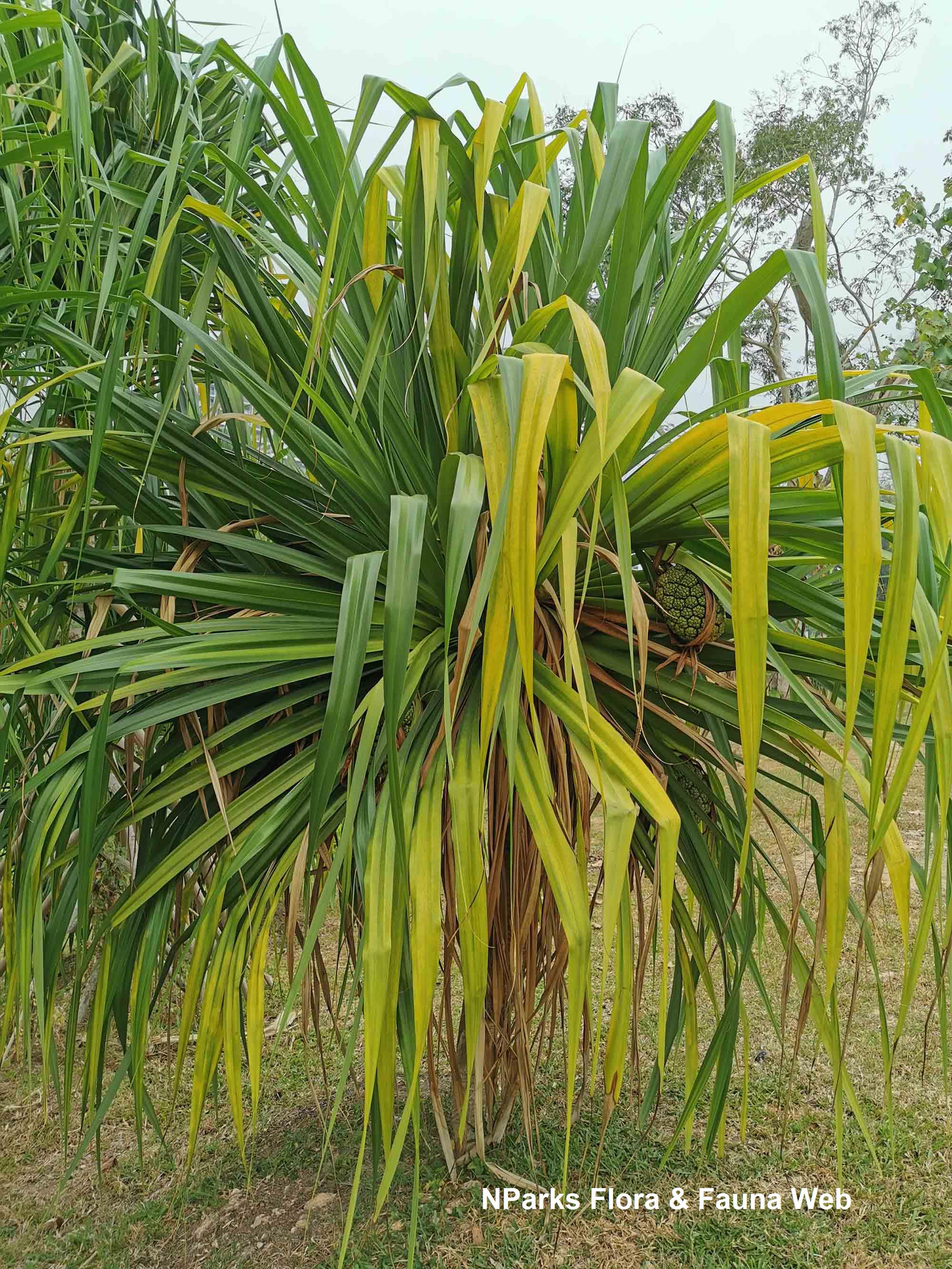NParks | Pandanus amaryllifolius